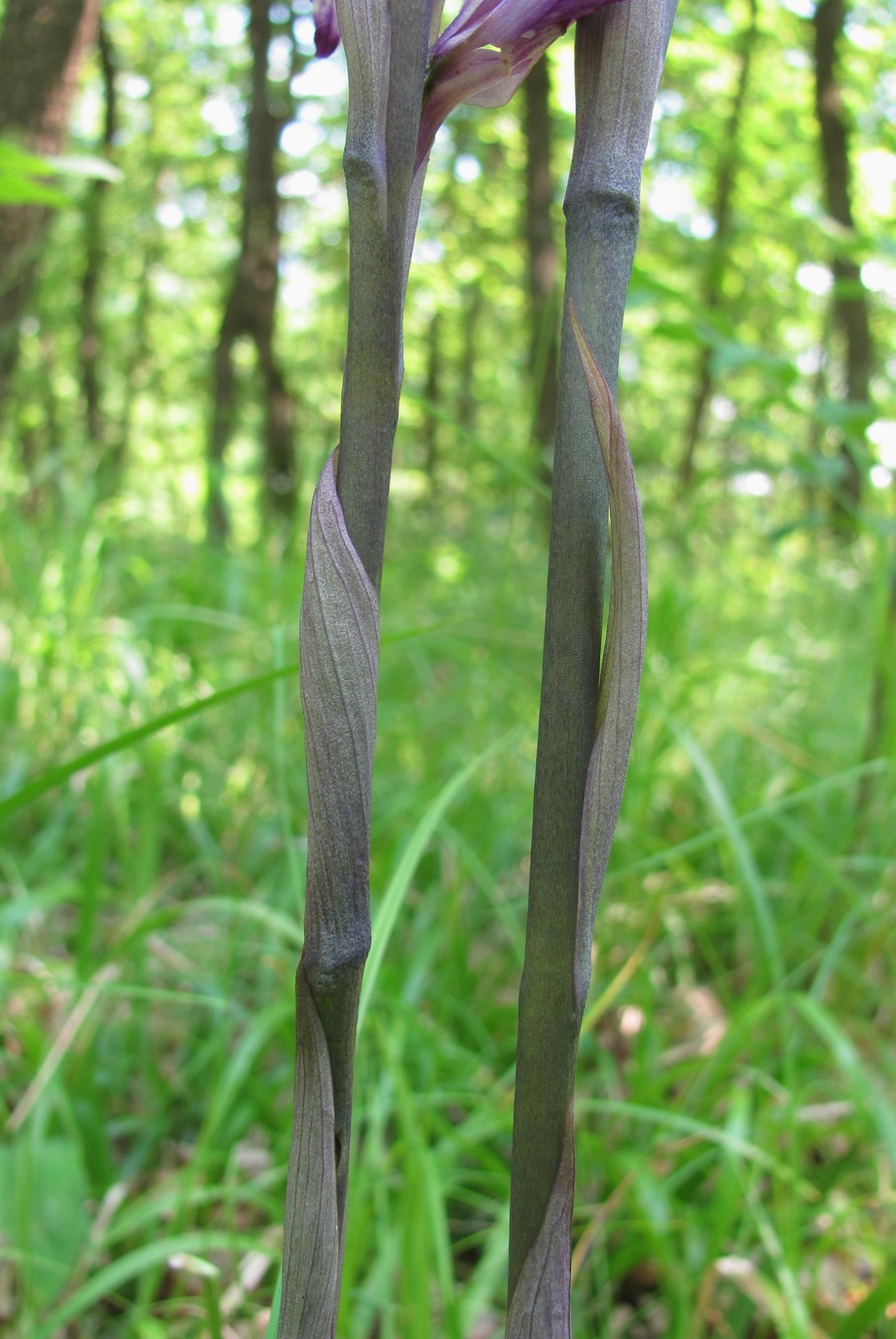 Image of Limodorum abortivum specimen.