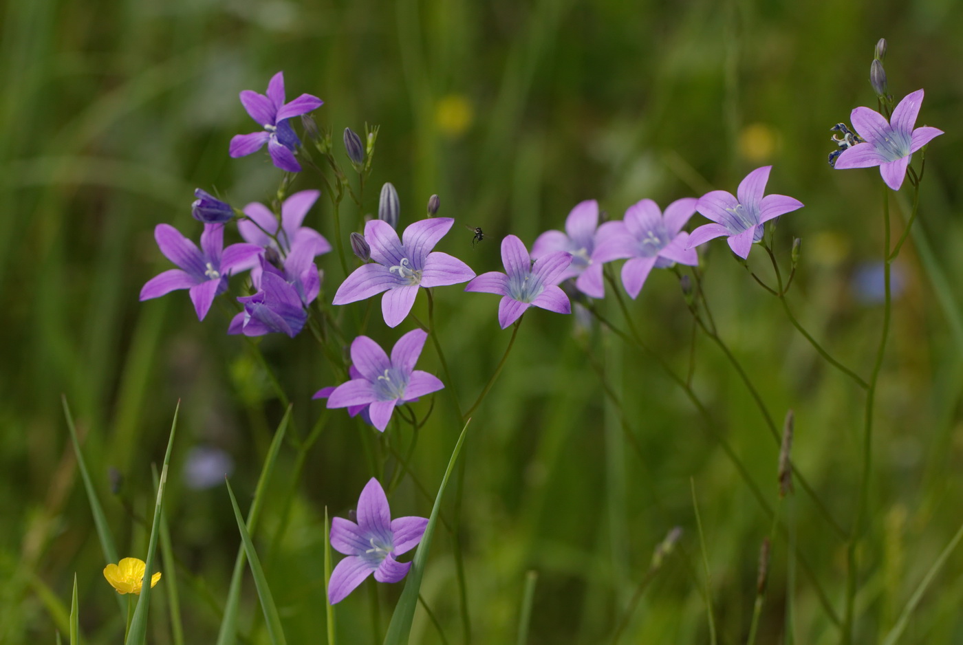 Image of Campanula patula specimen.