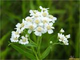 Achillea ptarmica