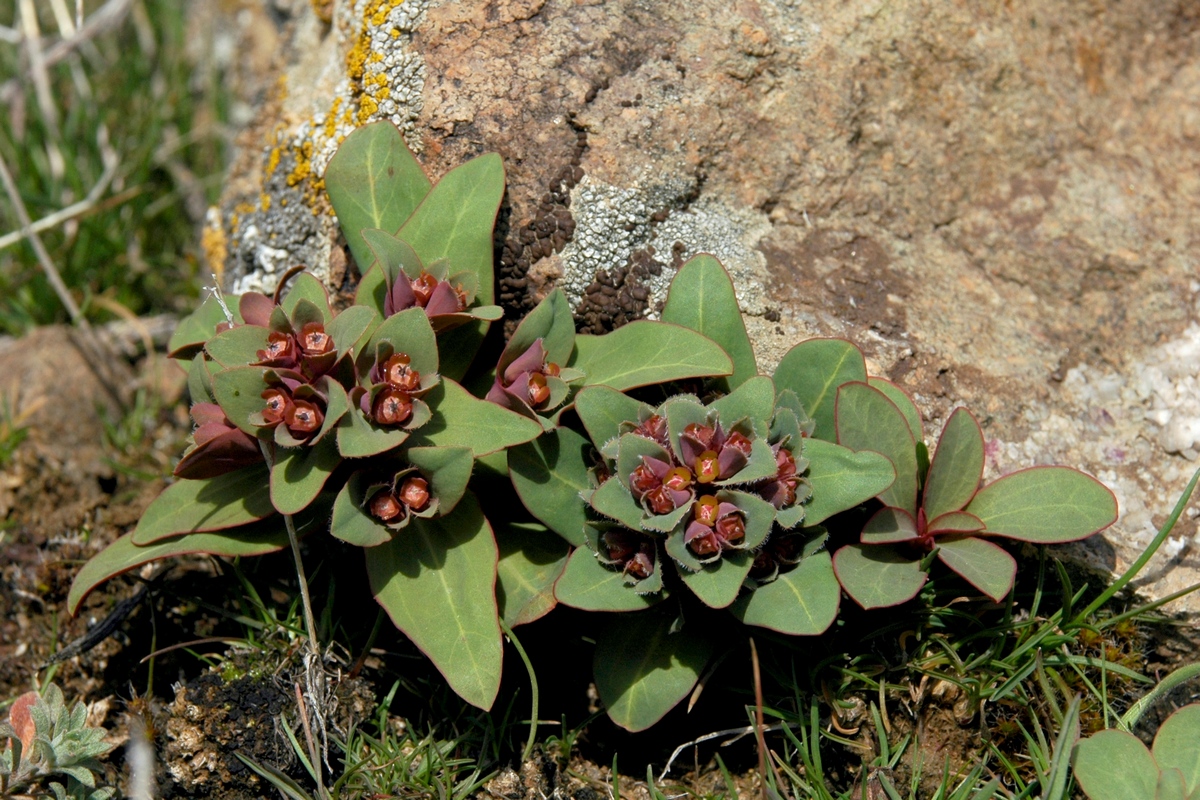 Image of Euphorbia rapulum specimen.