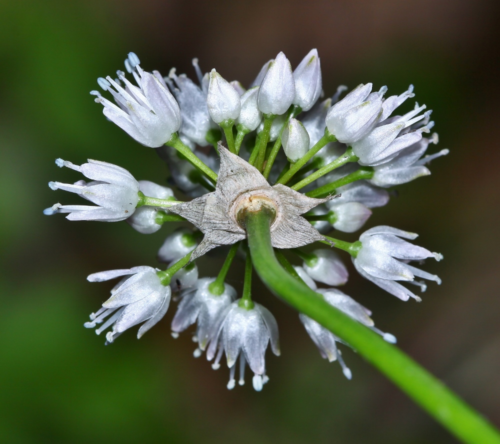 Image of Allium prokhanovii specimen.