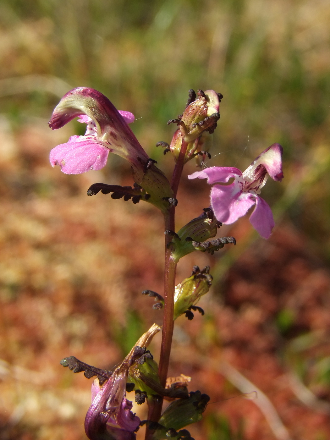 Image of Pedicularis adunca specimen.