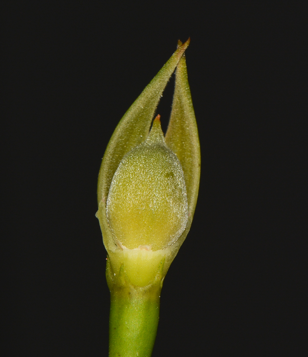 Изображение особи Alyogyne hakeifolia.