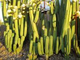 Cereus uruguayanus. Нижние части цветущих растений. Австралия, г. Мельбурн, ботанический сад. 31.01.2016.