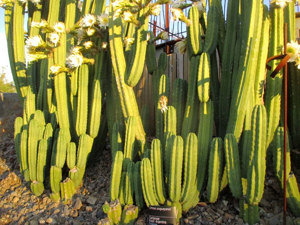 Изображение особи Cereus uruguayanus.