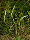 Spiranthes spiralis