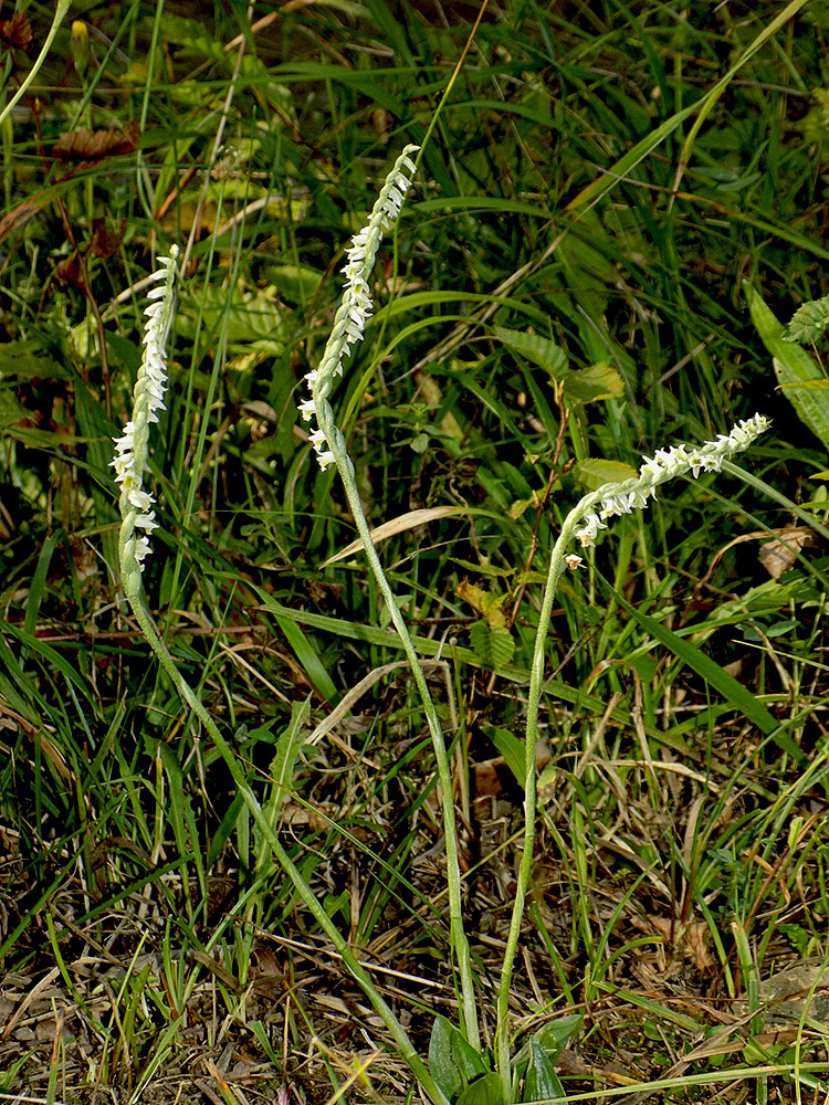 Image of Spiranthes spiralis specimen.