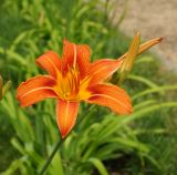 Hemerocallis fulva. Соцветие с цветком и и раскрывающимися бутонами. Восточный Казахстан, г. Усть-Каменогорск, Архитектурно-ландшафтный музей-заповедник, в культуре. 25.06.2017.