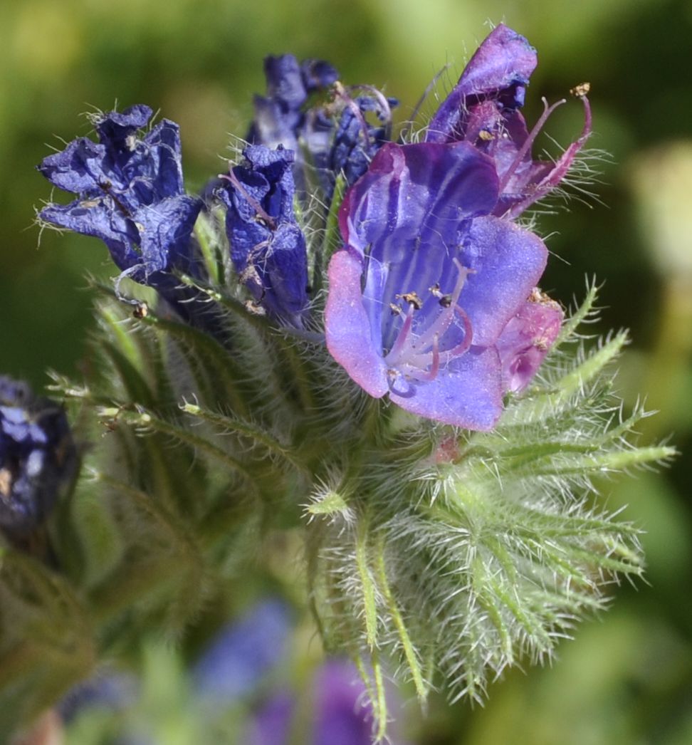 Изображение особи Echium plantagineum.