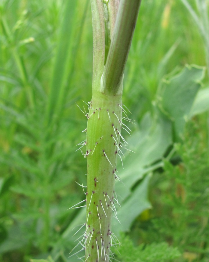 Изображение особи Chaerophyllum bulbosum.