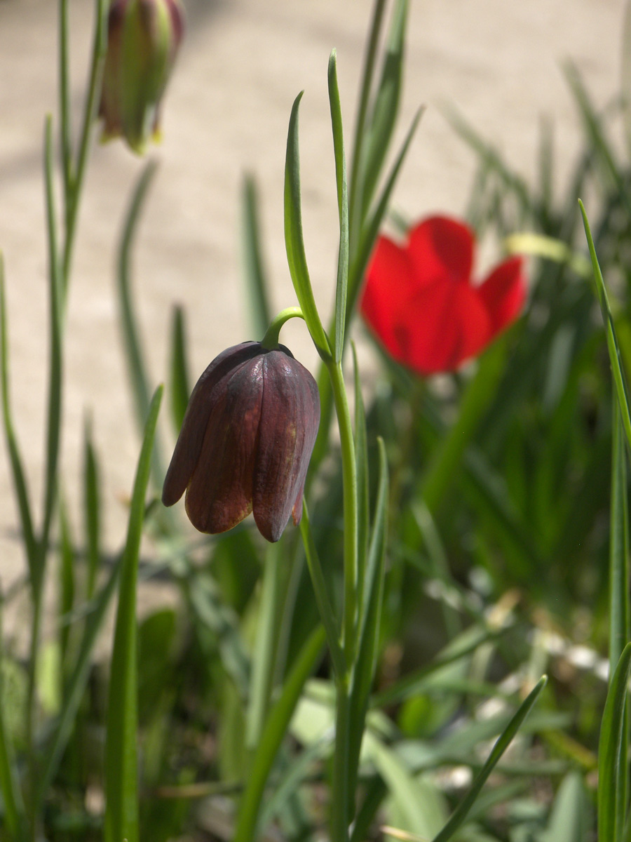 Изображение особи Fritillaria lusitanica.