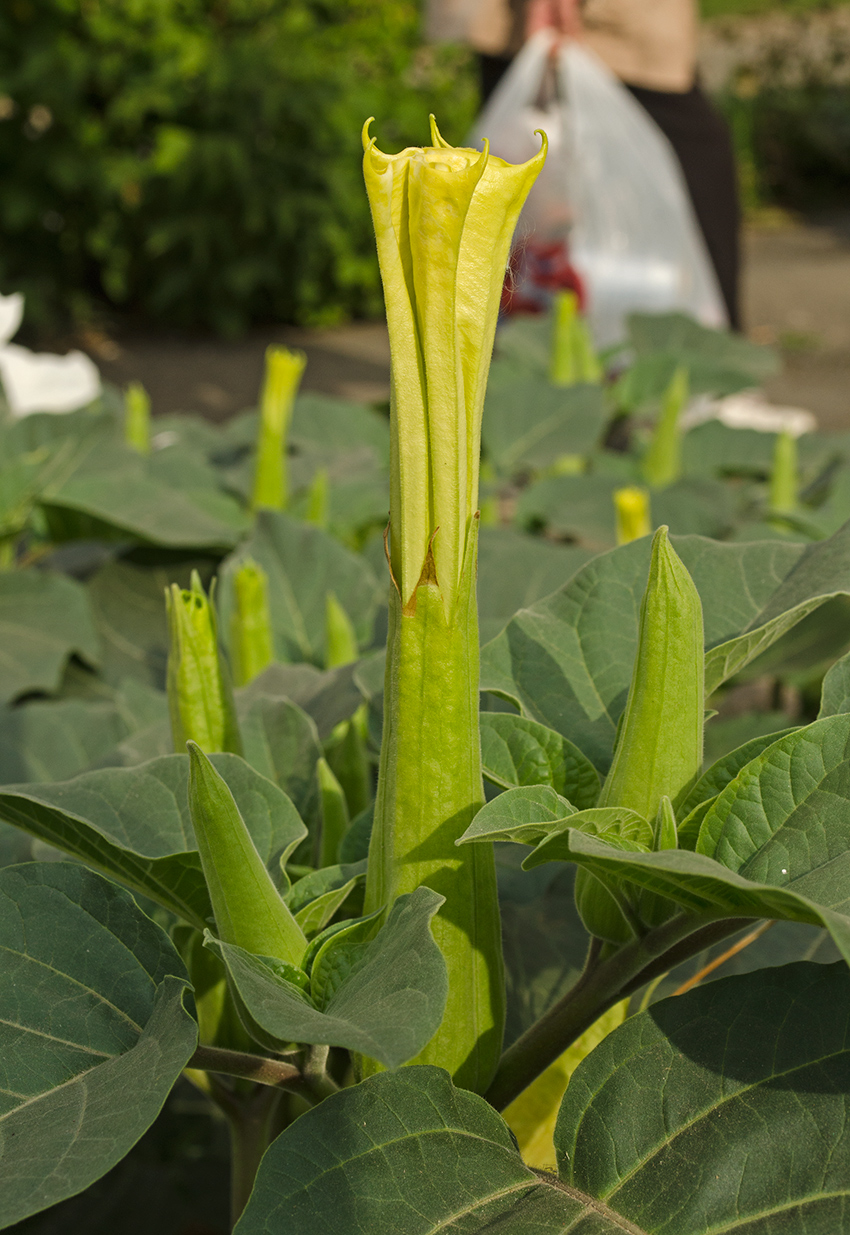 Image of Datura innoxia specimen.