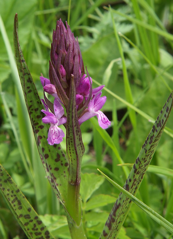 Изображение особи Dactylorhiza incarnata.