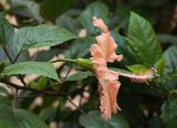 Hibiscus rosa-sinensis. Верхушка побега с цветком. Израиль, г. Бат-Ям, в культуре, 12.07.2017.