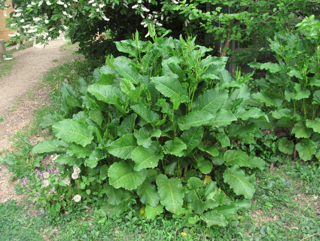 Image of Rumex obtusifolius specimen.