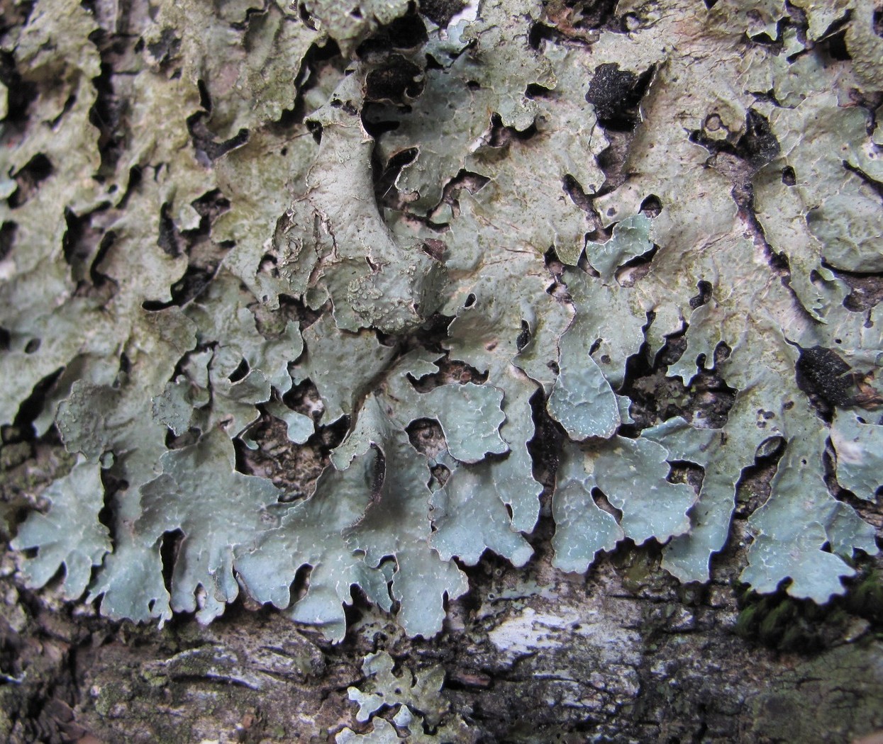 Image of Parmelia sulcata specimen.