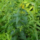 Lysimachia vulgaris. Верхушка цветущего растения. Московская обл., Раменский р-н, пос. Ильинский, на сырой улице у мелиоративной канавы. 05.07.2017.