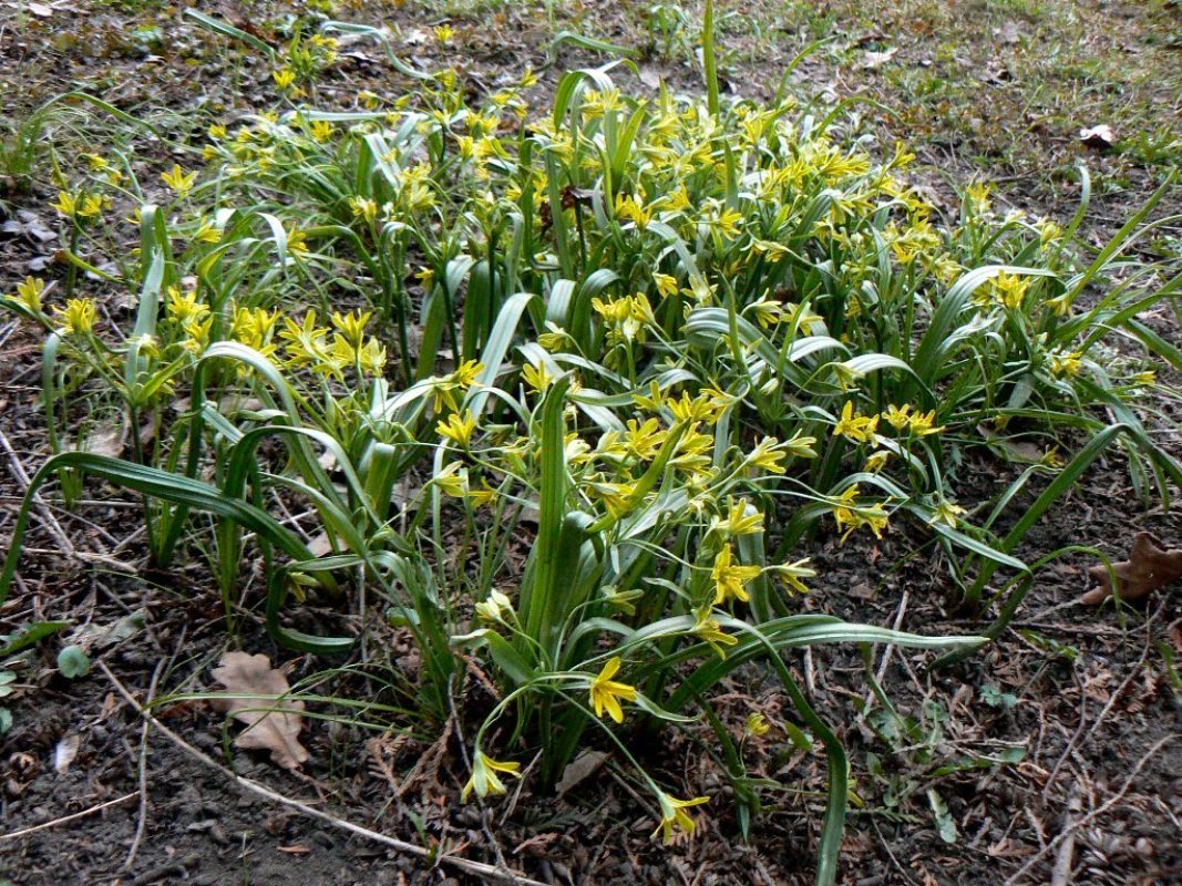 Image of Gagea lutea specimen.