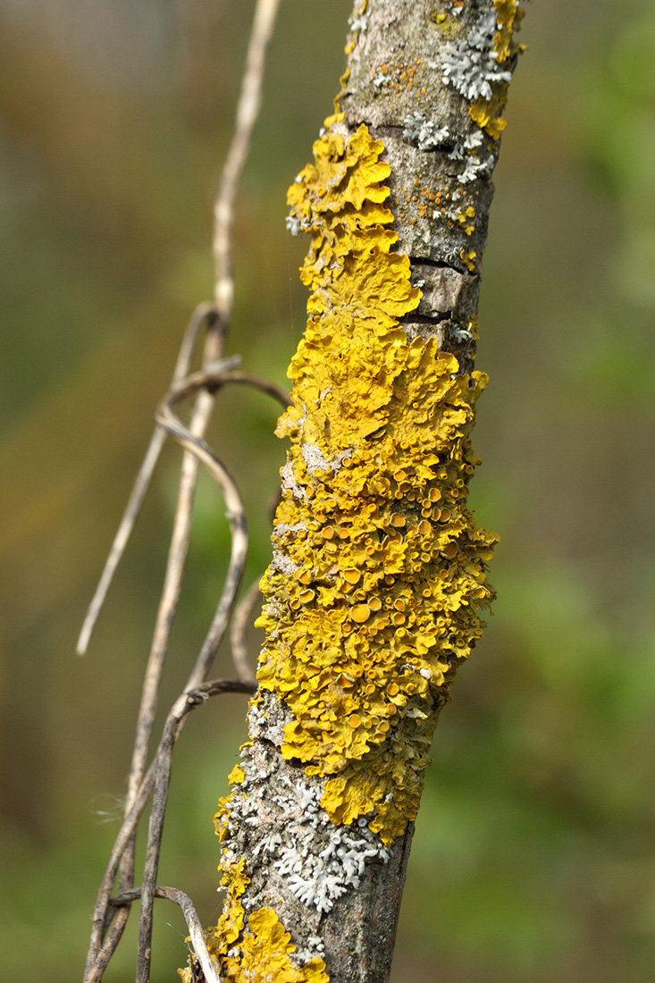 Изображение особи Xanthoria parietina.