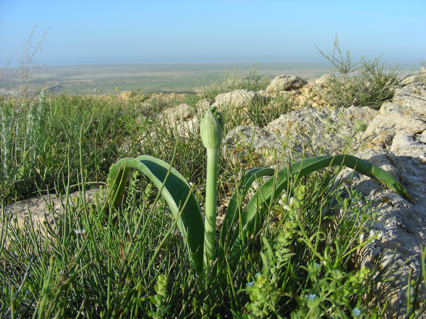 Image of Allium caspium specimen.