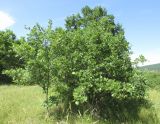Quercus petraea. Вегетирующие растения. Дагестан, Табасаранский р-н, 4 км к северо-востоку от с. Дарваг, поляна в дубовом лесу. 3 июня 2019 г.