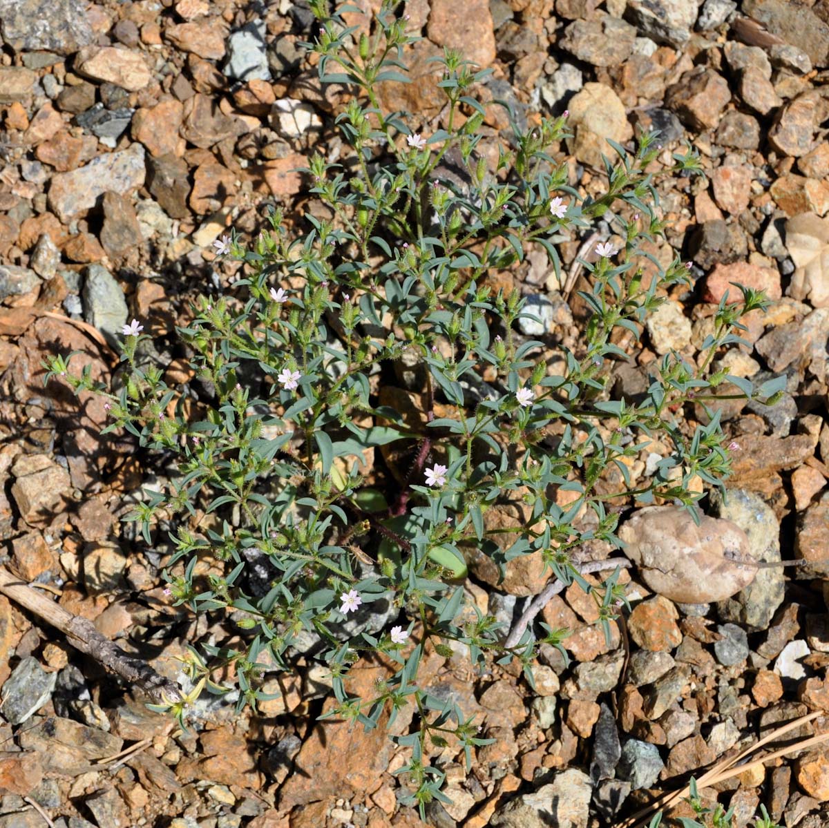 Image of Saponaria orientalis specimen.