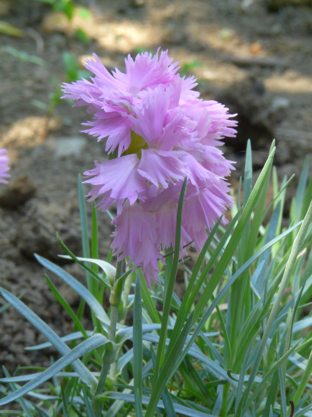 Image of genus Dianthus specimen.