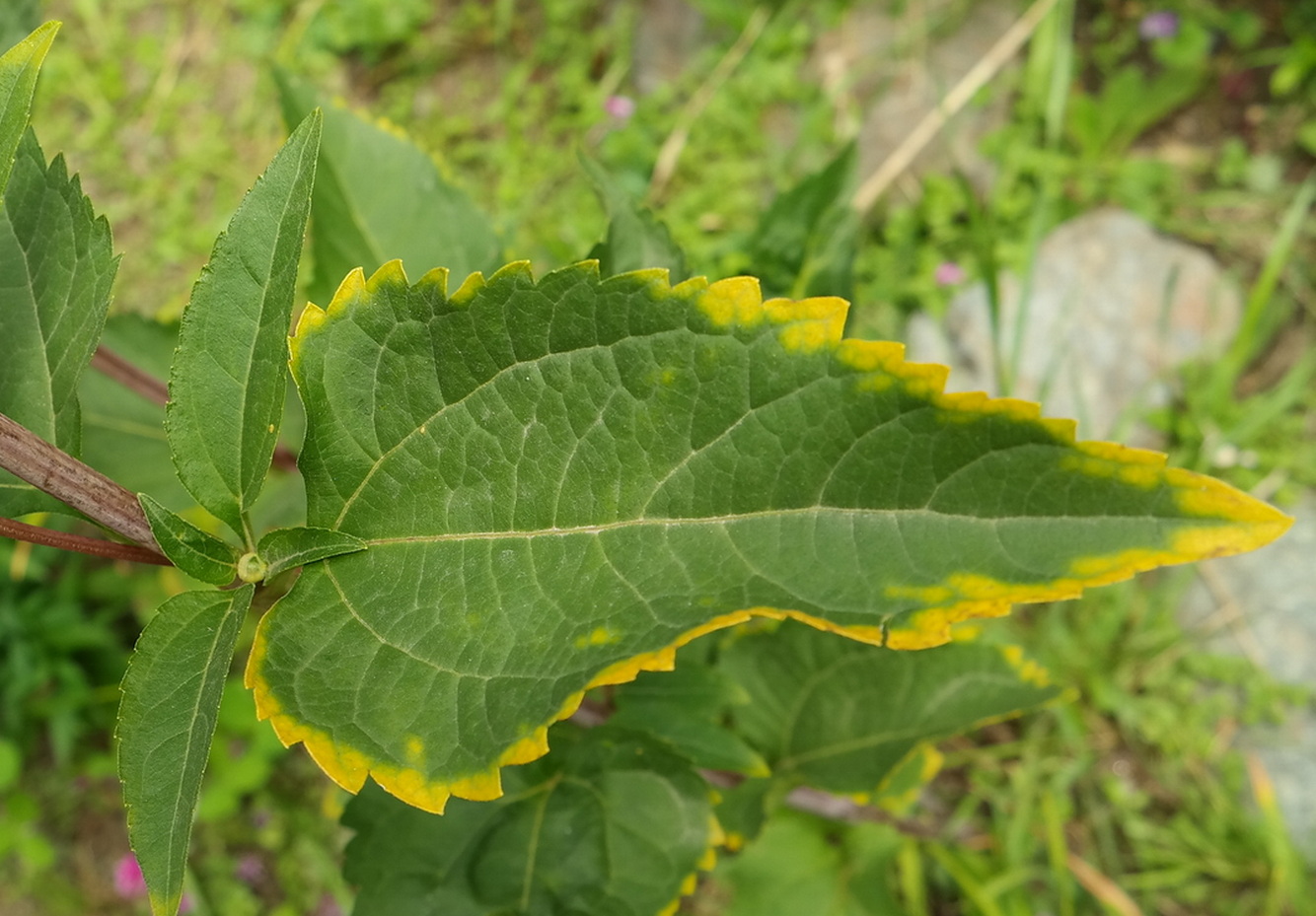 Image of Heliopsis helianthoides ssp. scabra specimen.