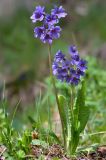 Primula amoena