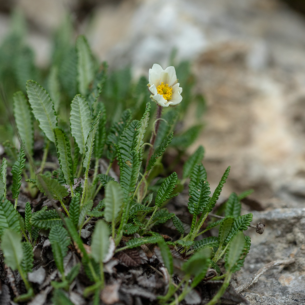 Image of Dryas caucasica specimen.