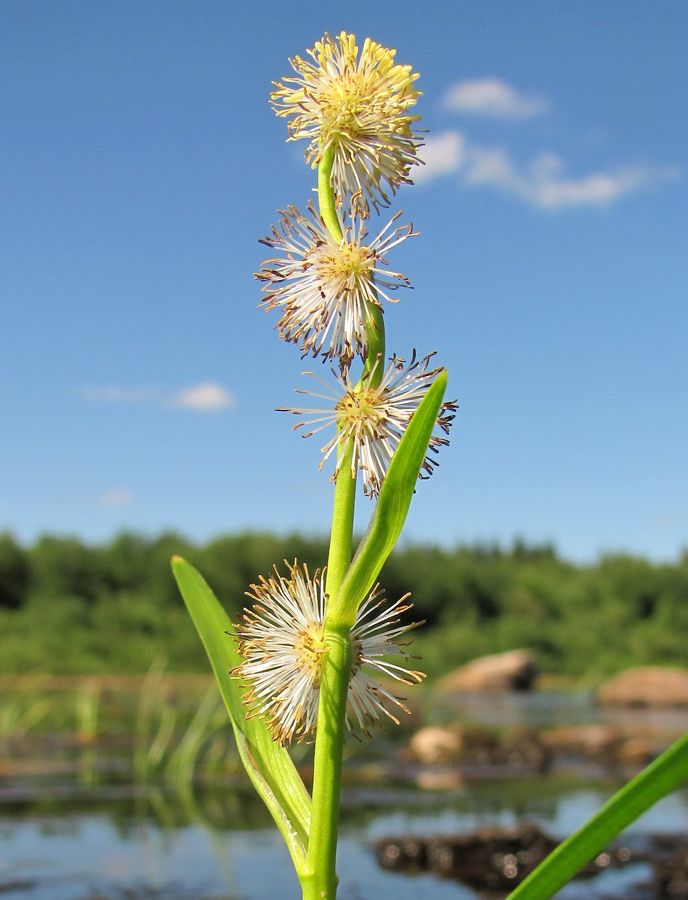 Image of Sparganium emersum specimen.