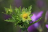 Смотреть изображение Potentilla norvegica
