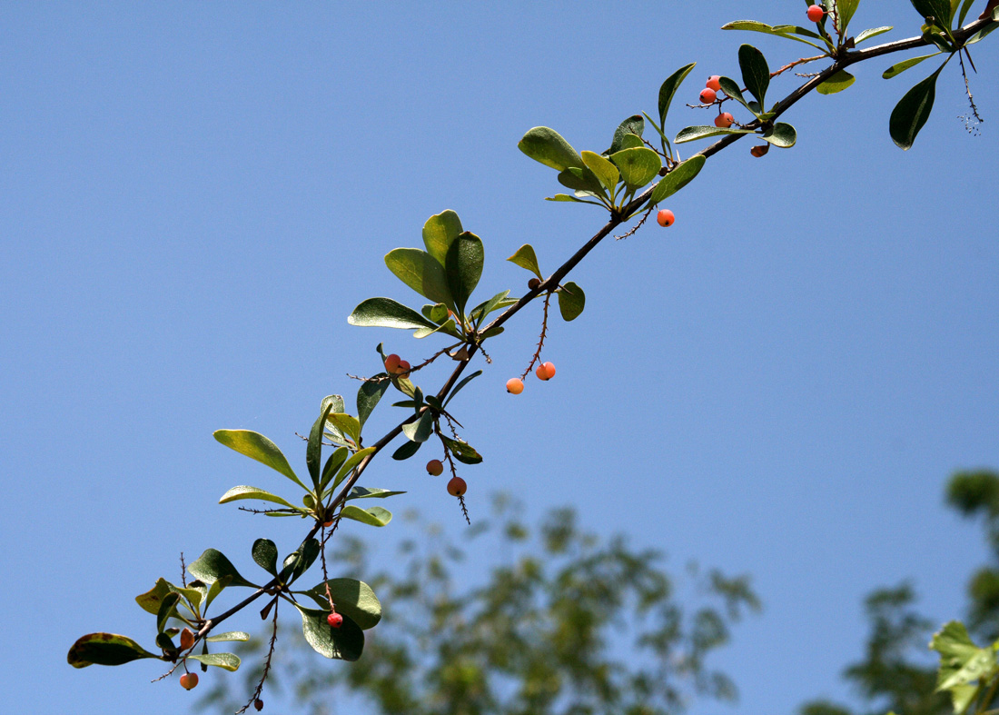 Image of Berberis nummularia specimen.