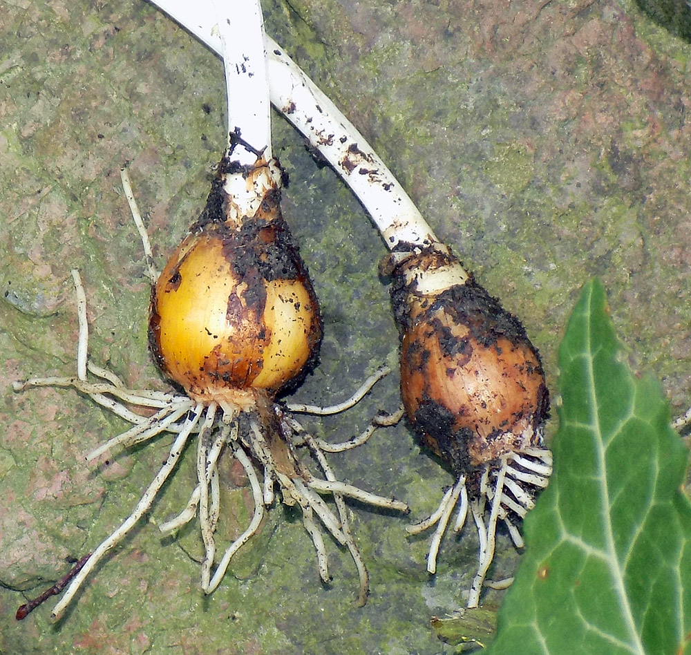 Image of Galanthus alpinus specimen.