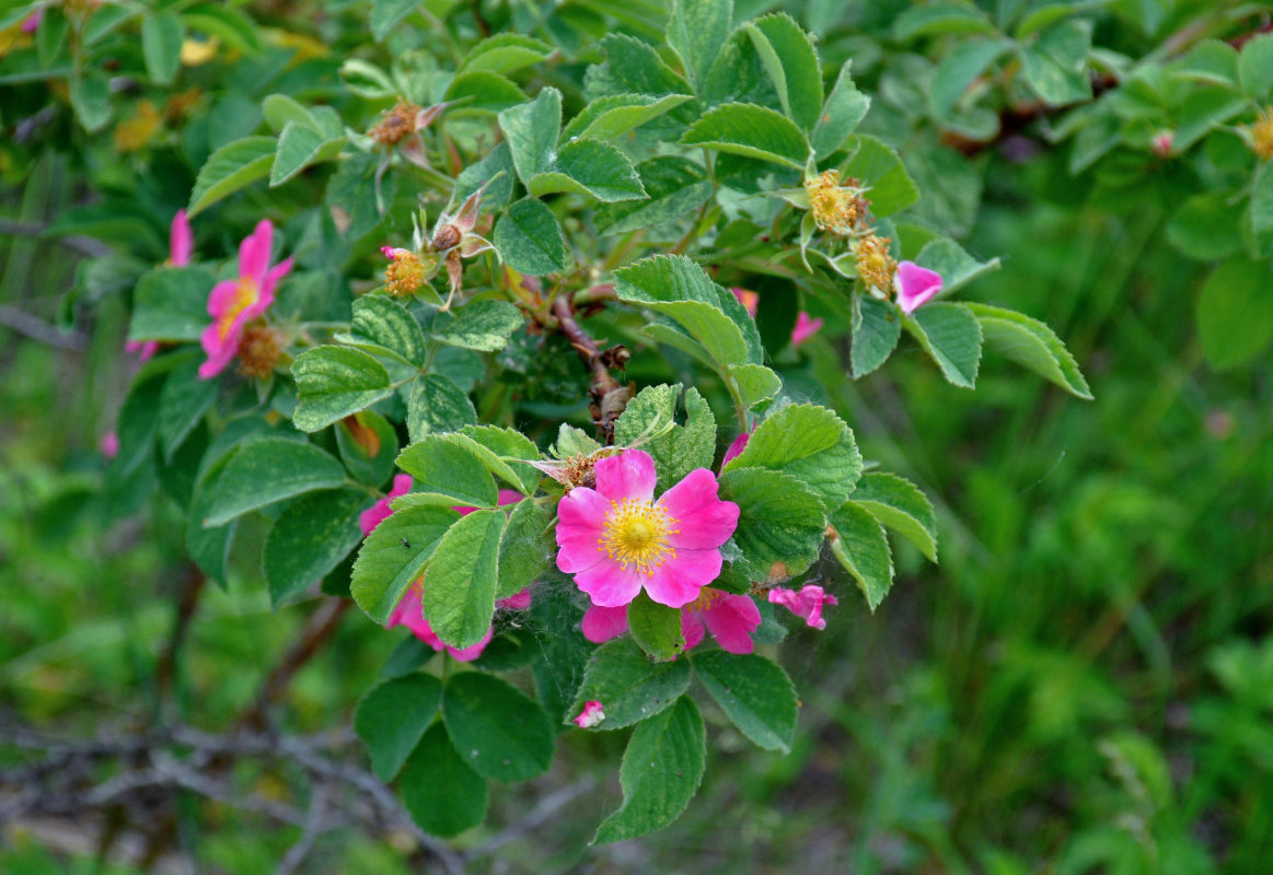 Изображение особи род Rosa.