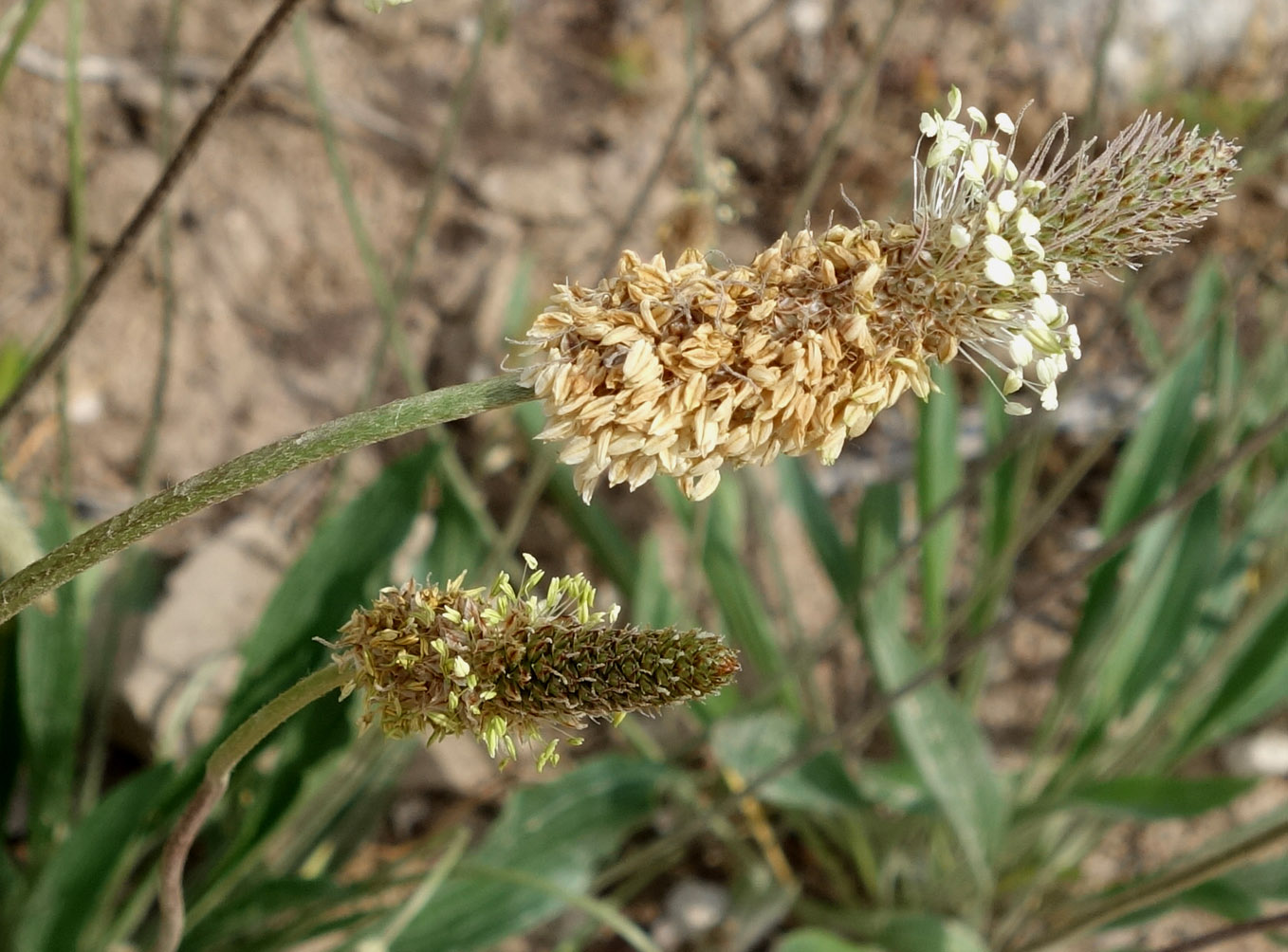 Изображение особи Plantago lanceolata.