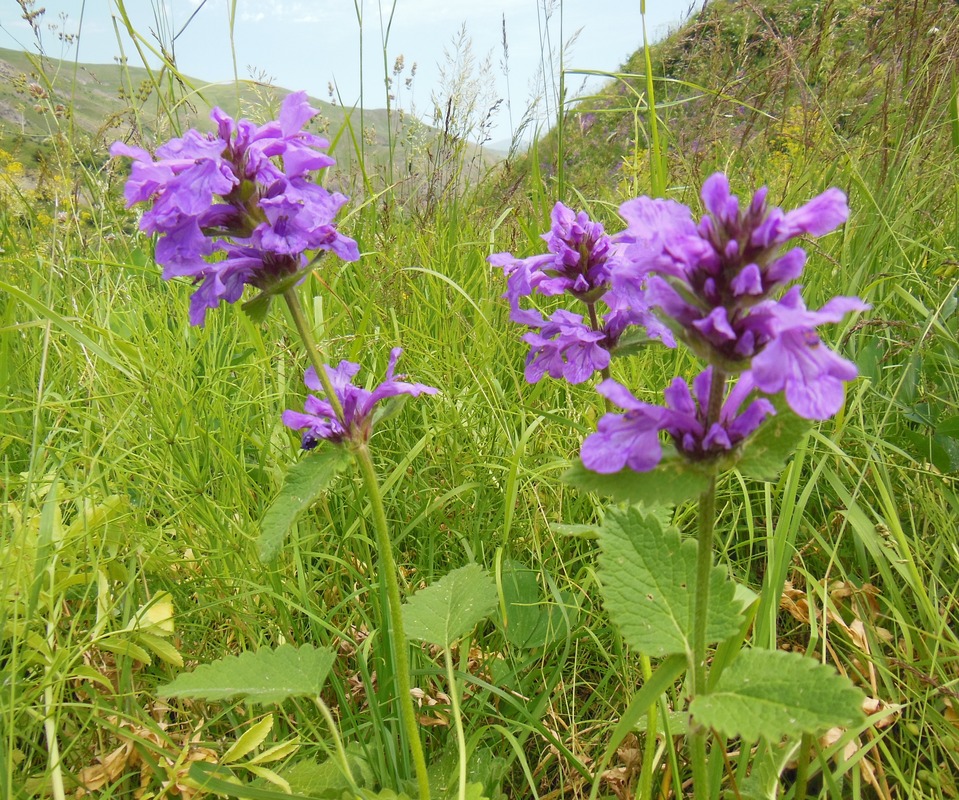 Изображение особи Betonica macrantha.