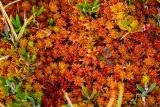 genus Sphagnum