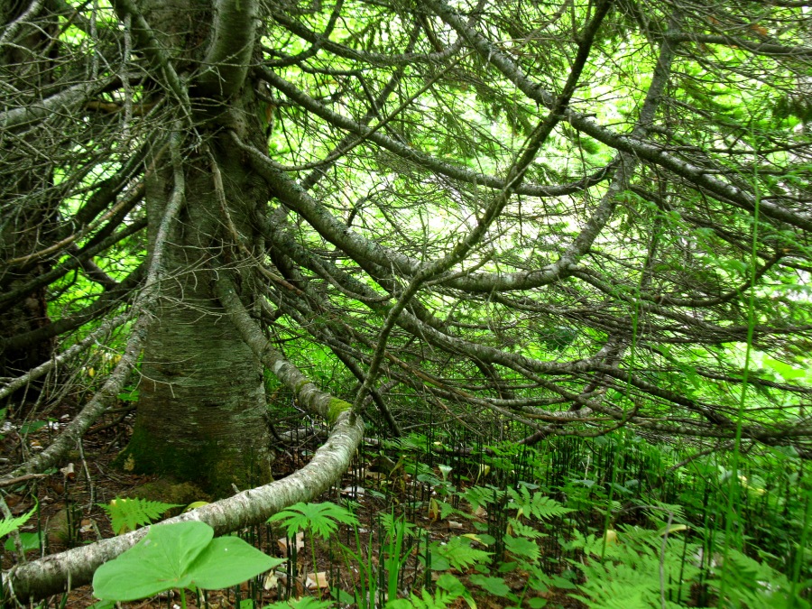 Image of Abies gracilis specimen.