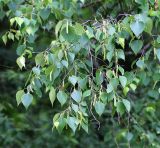 Betula platyphylla