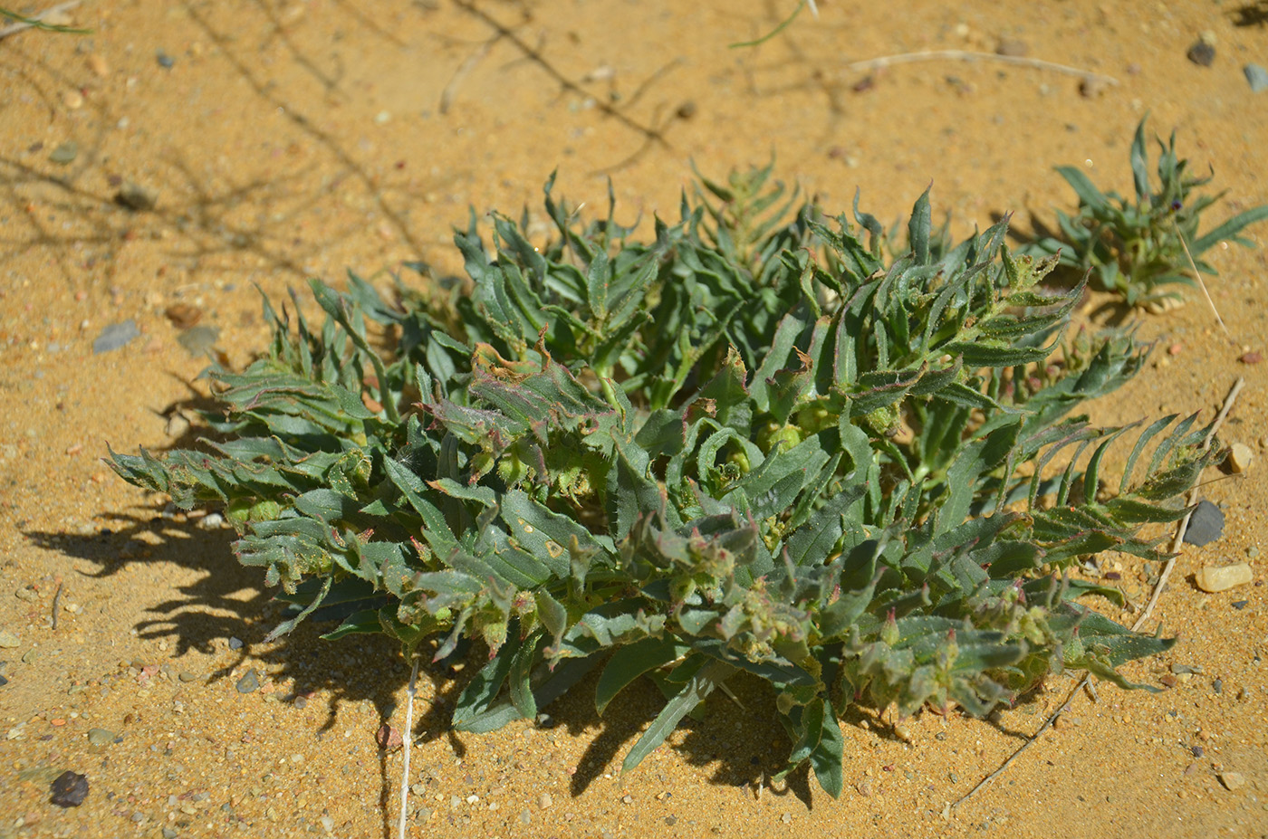 Image of Nonea caspica specimen.