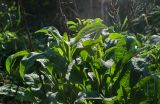 Centaurea pseudophrygia