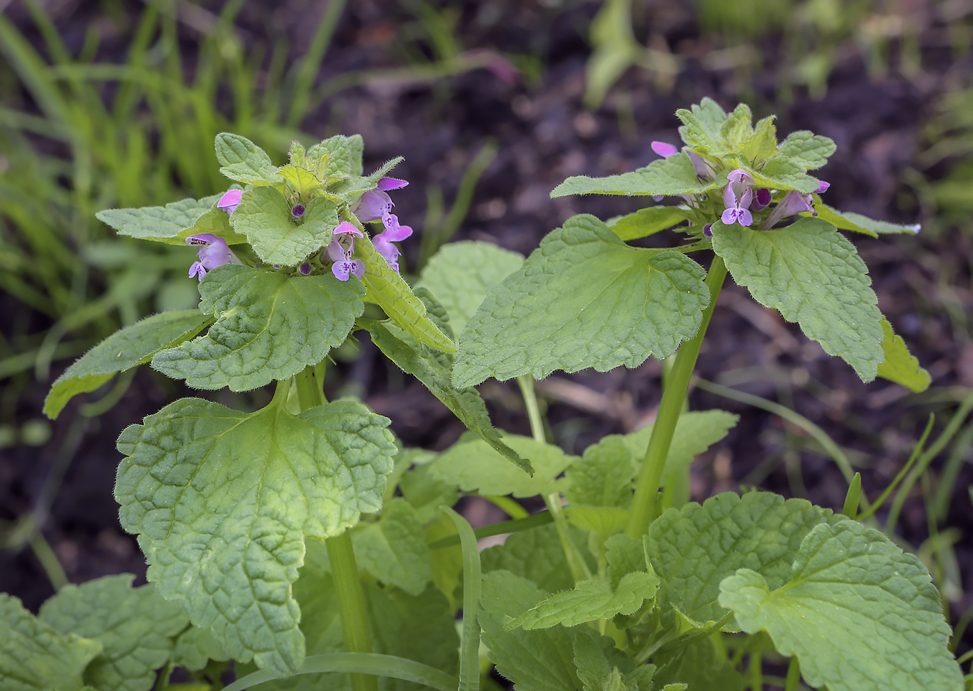 Изображение особи Lamium purpureum.