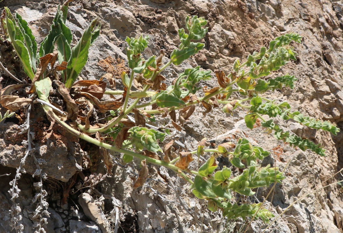 Изображение особи род Cynoglossum.