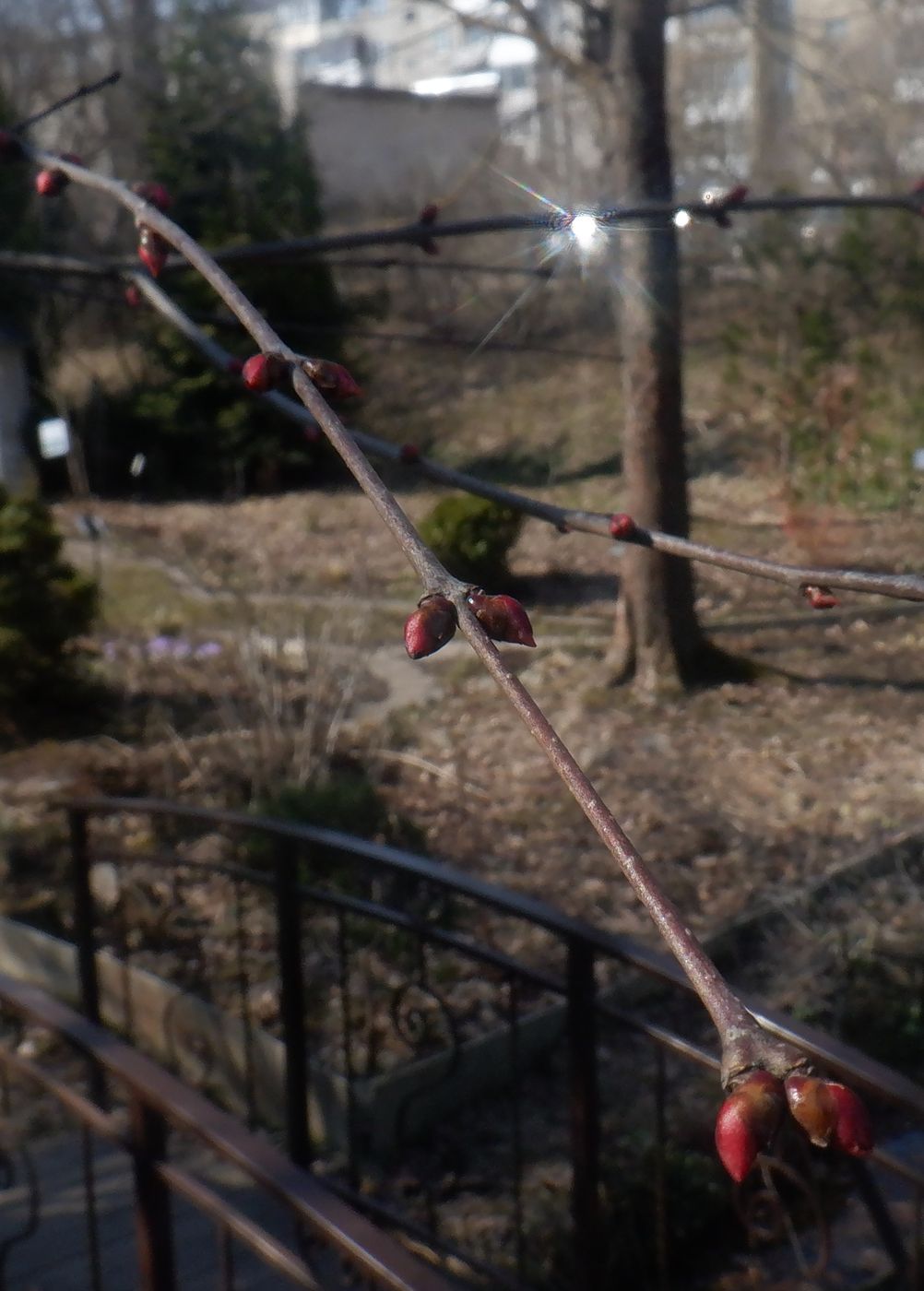 Image of Cercidiphyllum japonicum specimen.