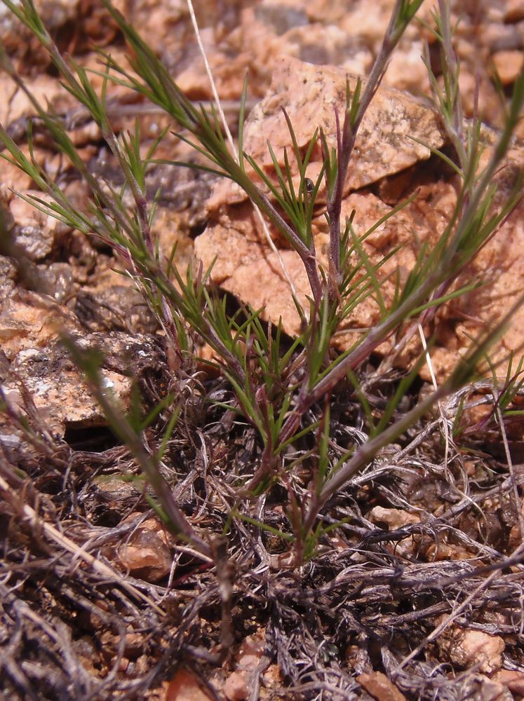 Изображение особи Minuartia leiosperma.