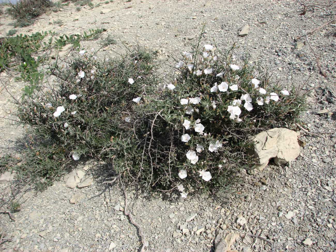 Image of Convolvulus fruticosus specimen.