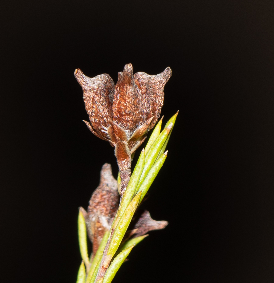 Image of Coleonema pulchellum specimen.