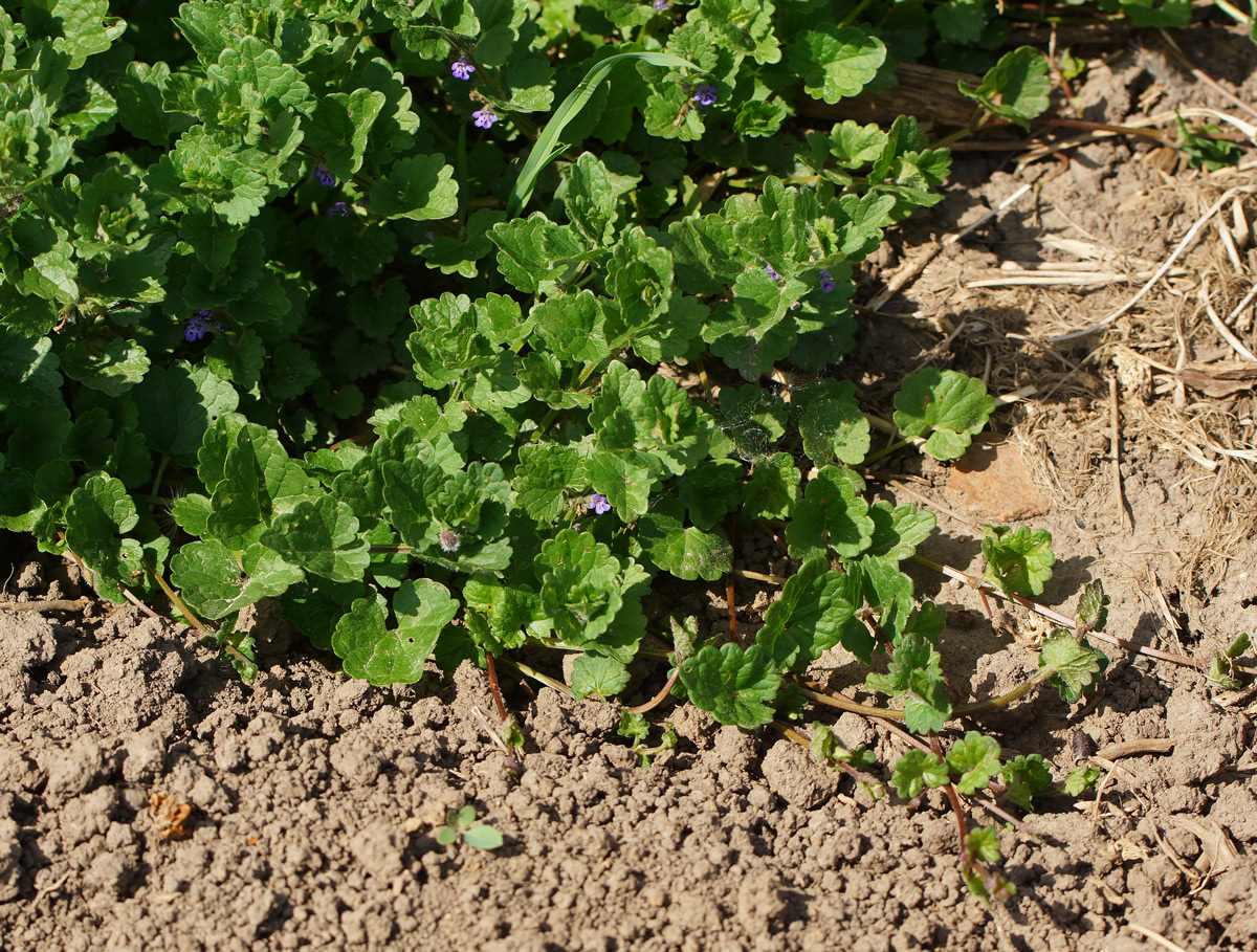 Image of Glechoma hederacea specimen.