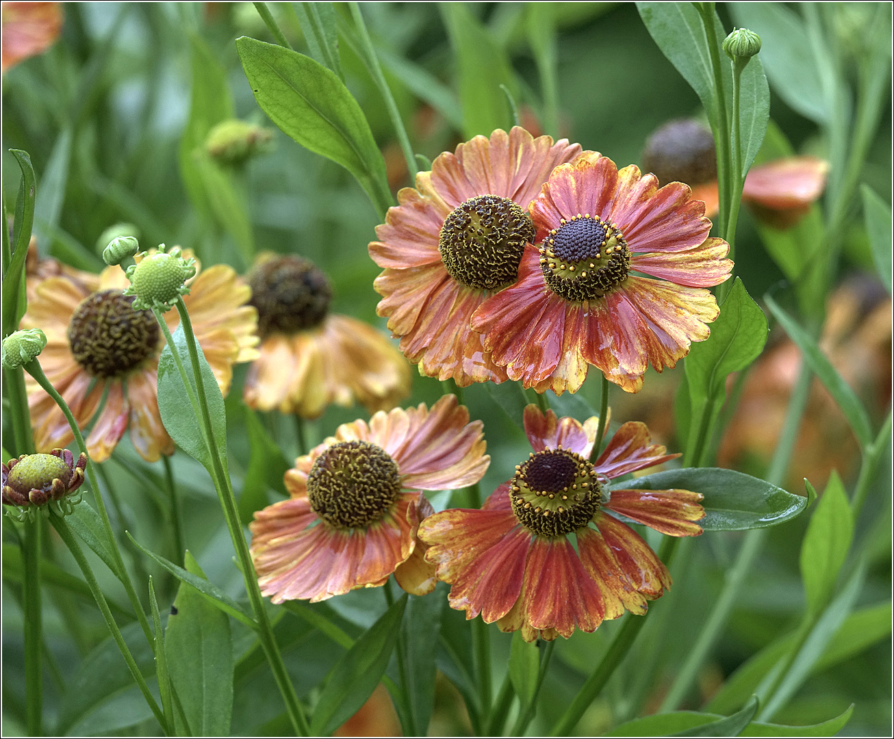 Гелениум осенний Helenium autumnale